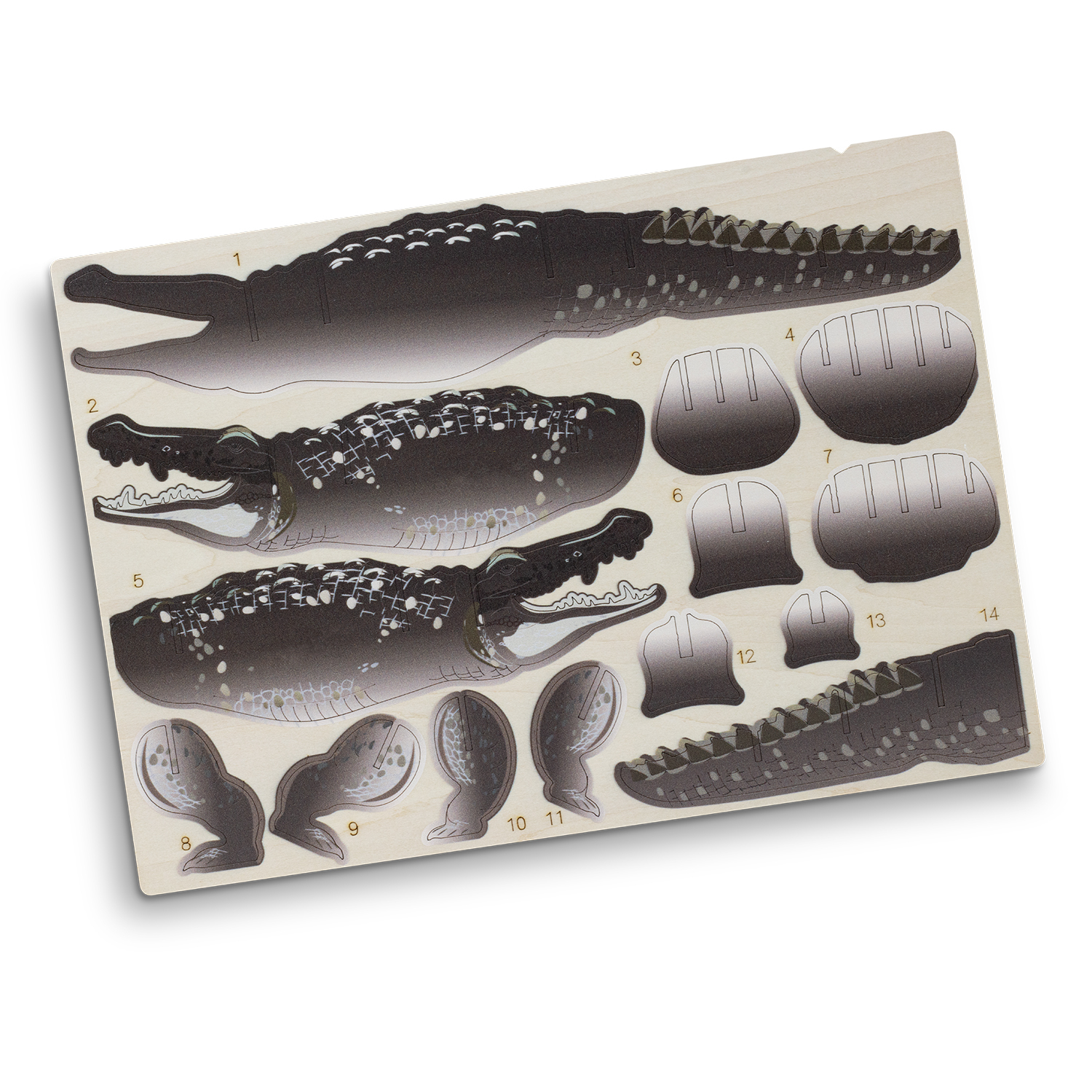 BRANDCRAFT Crocodile Wooden Model - Image 3